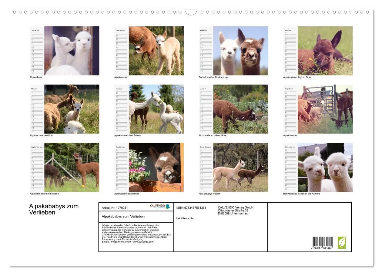 Bild: 9783457564363 | Alpakababys zum Verlieben (Wandkalender 2026 DIN A2 quer), CALVENDO...