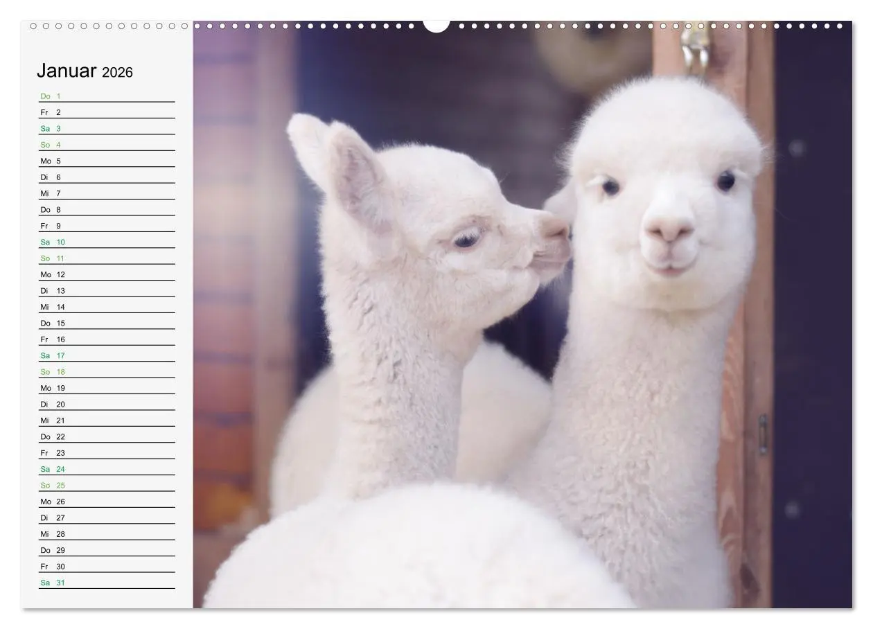Bild: 9783457564363 | Alpakababys zum Verlieben (Wandkalender 2026 DIN A2 quer), CALVENDO...