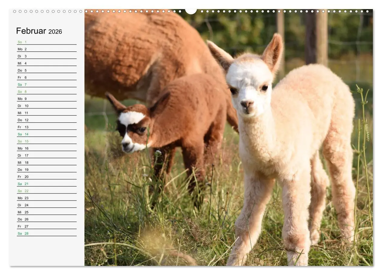 Bild: 9783457564363 | Alpakababys zum Verlieben (Wandkalender 2026 DIN A2 quer), CALVENDO...