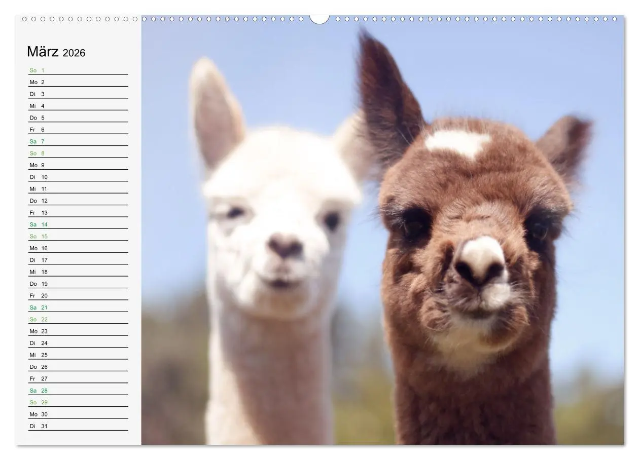 Bild: 9783457564363 | Alpakababys zum Verlieben (Wandkalender 2026 DIN A2 quer), CALVENDO...