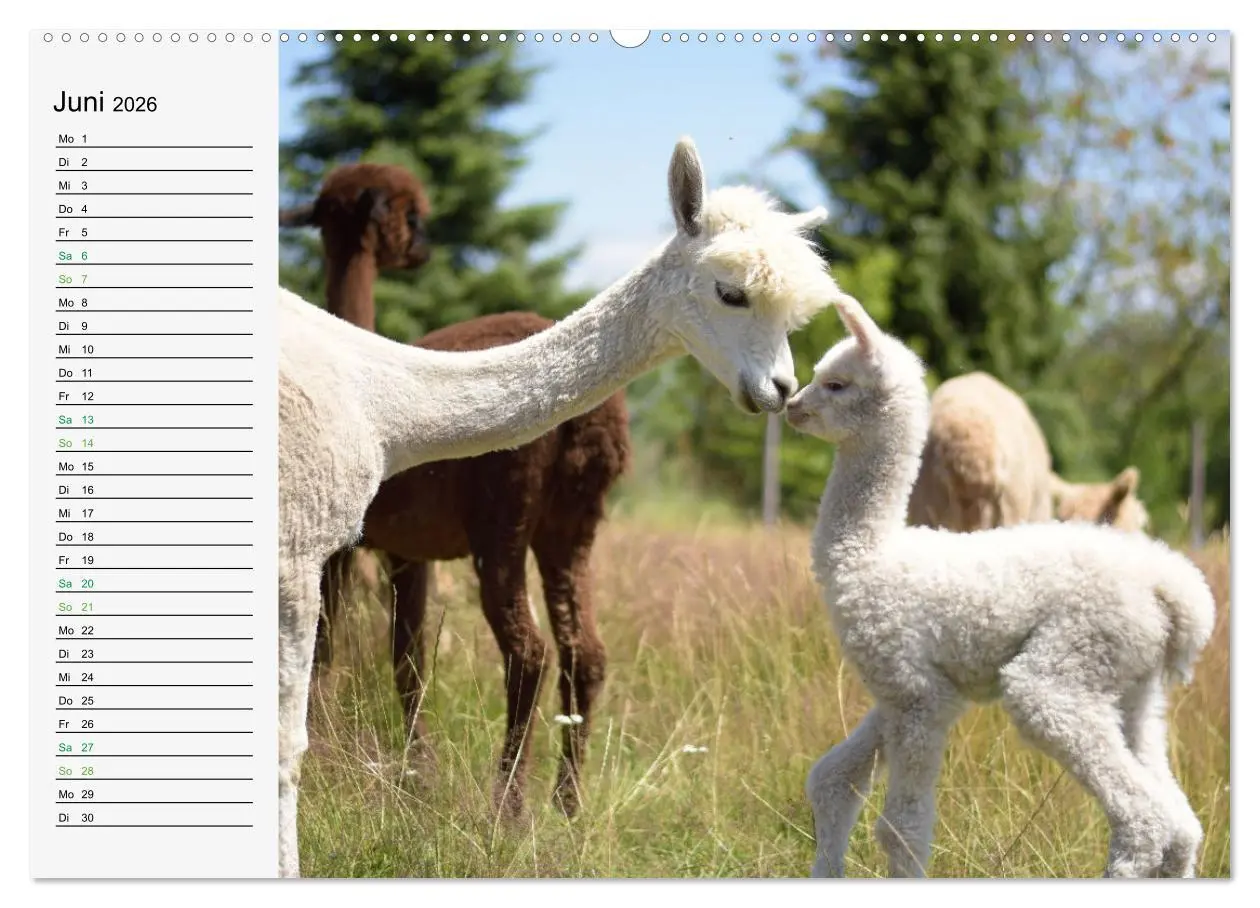 Bild: 9783457564363 | Alpakababys zum Verlieben (Wandkalender 2026 DIN A2 quer), CALVENDO...