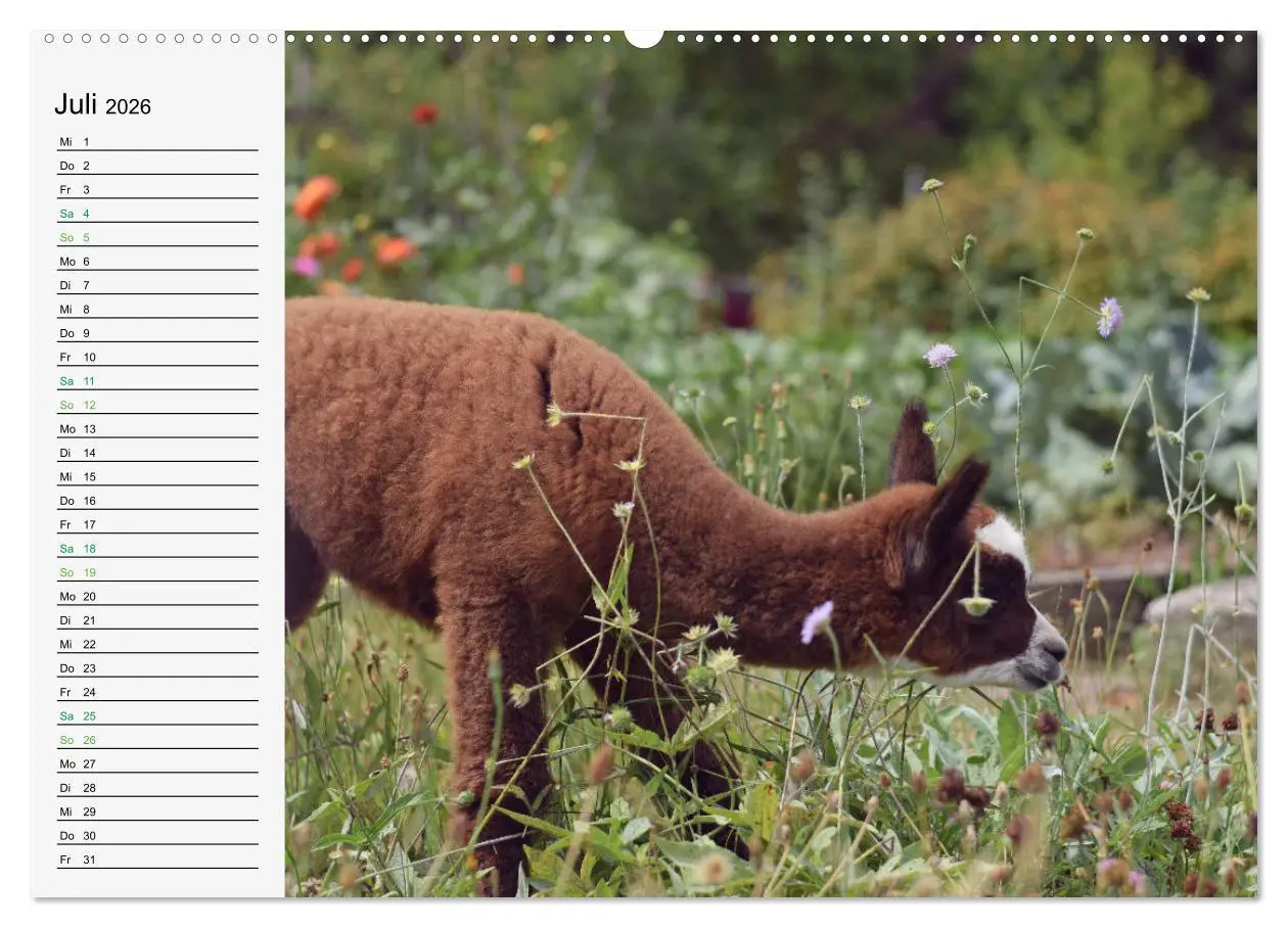 Bild: 9783457564363 | Alpakababys zum Verlieben (Wandkalender 2026 DIN A2 quer), CALVENDO...