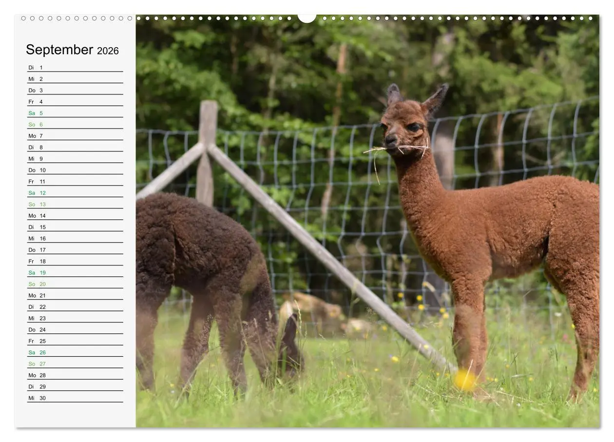 Bild: 9783457564363 | Alpakababys zum Verlieben (Wandkalender 2026 DIN A2 quer), CALVENDO...