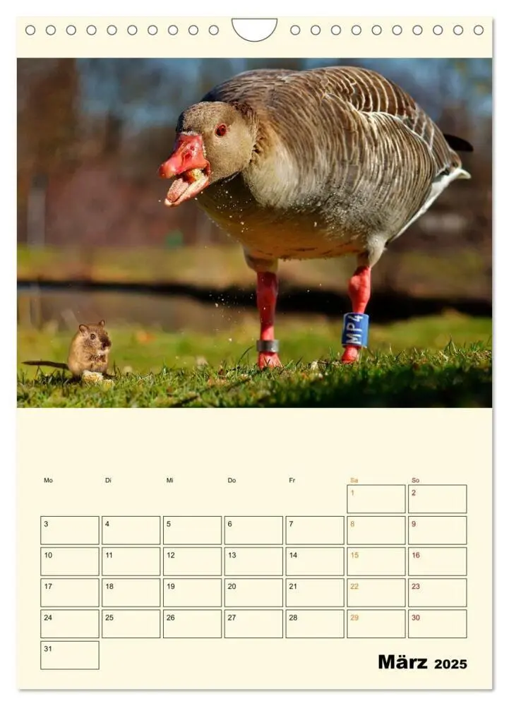 Bild: 9783435904563 | Lustig verrückt - der Tierkalender (Wandkalender 2025 DIN A4 hoch),...