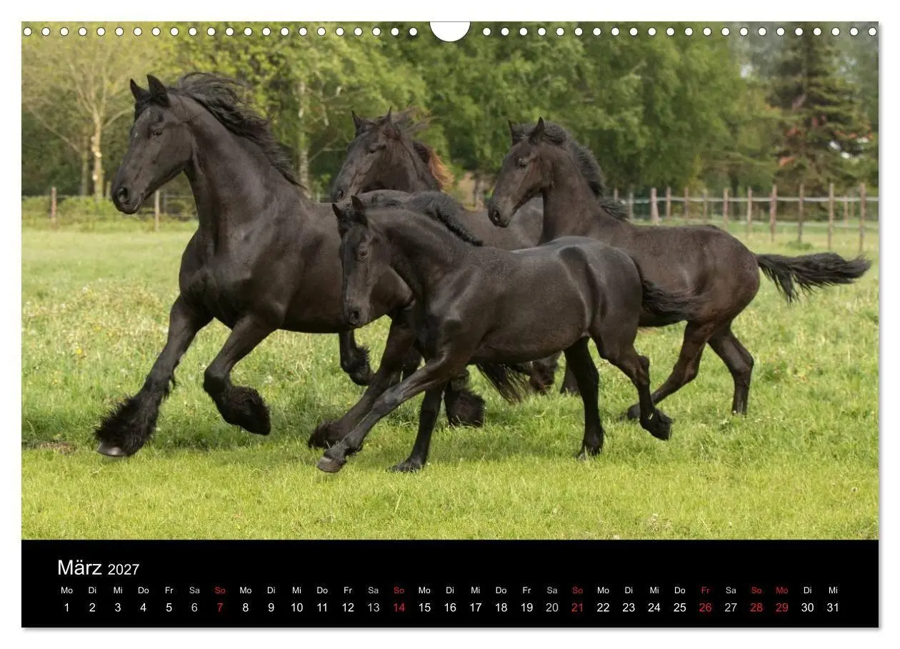 Bild: 9783569954663 | Friesen - Schönheit, Kraft und Eleganz (Wandkalender 2027 DIN A3...