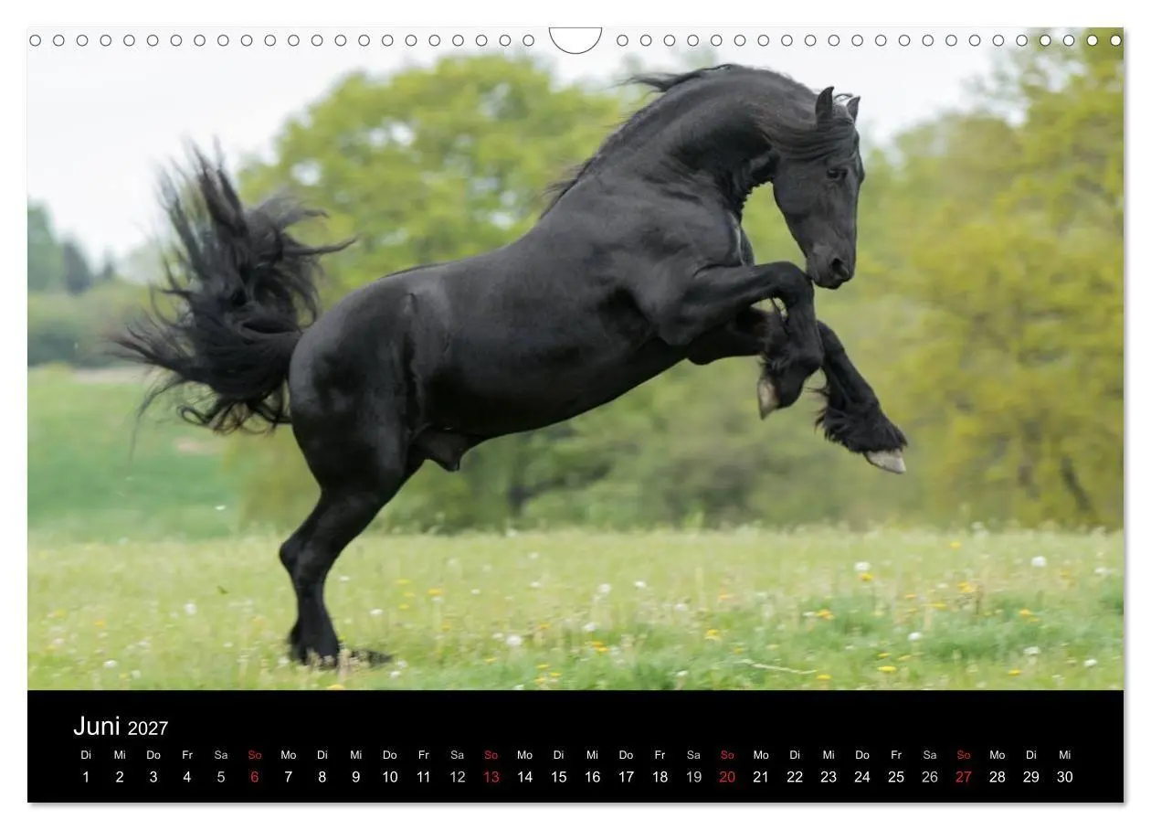 Bild: 9783569954663 | Friesen - Schönheit, Kraft und Eleganz (Wandkalender 2027 DIN A3...