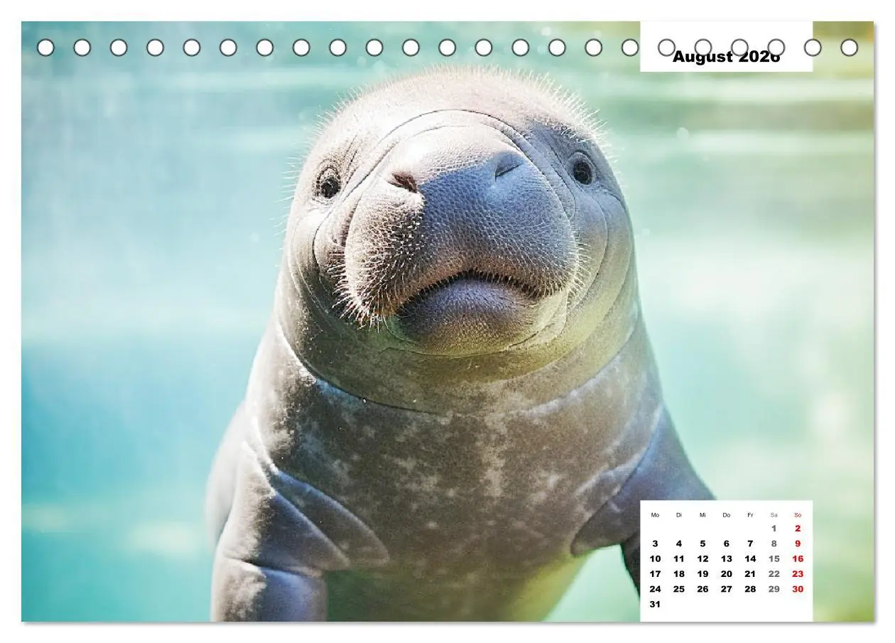 Bild: 9783457514863 | Manatees. Faszinierende Rundschwanzseekühe (Tischkalender 2026 DIN...