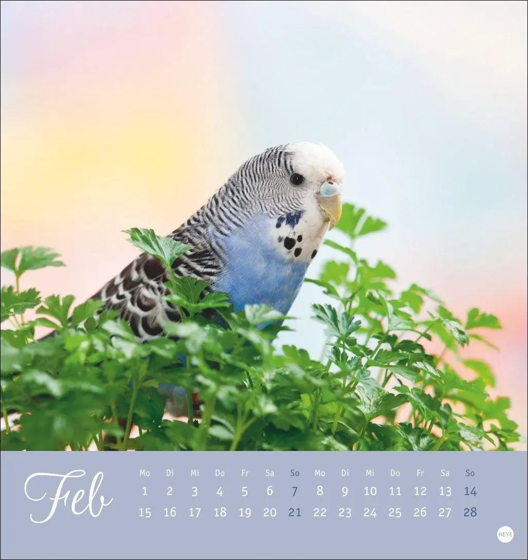 Bild: 9783756414963 | Freche Wellensittiche Postkartenkalender 2027 | Oliver Giel | Kalender