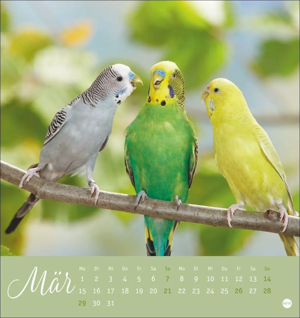 Bild: 9783756414963 | Freche Wellensittiche Postkartenkalender 2027 | Oliver Giel | Kalender