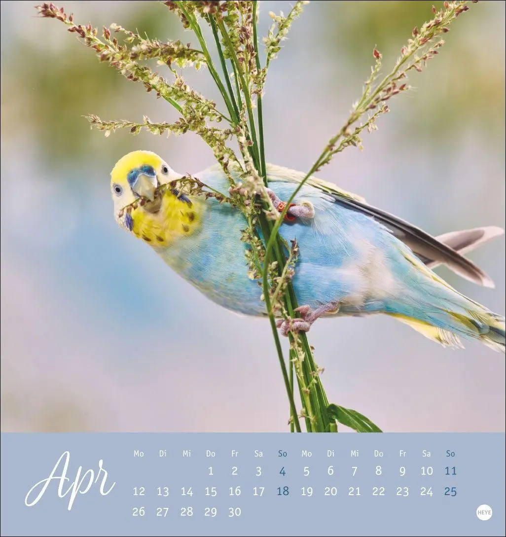 Bild: 9783756414963 | Freche Wellensittiche Postkartenkalender 2027 | Oliver Giel | Kalender