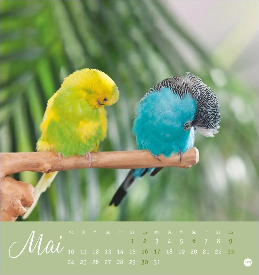 Bild: 9783756414963 | Freche Wellensittiche Postkartenkalender 2027 | Oliver Giel | Kalender
