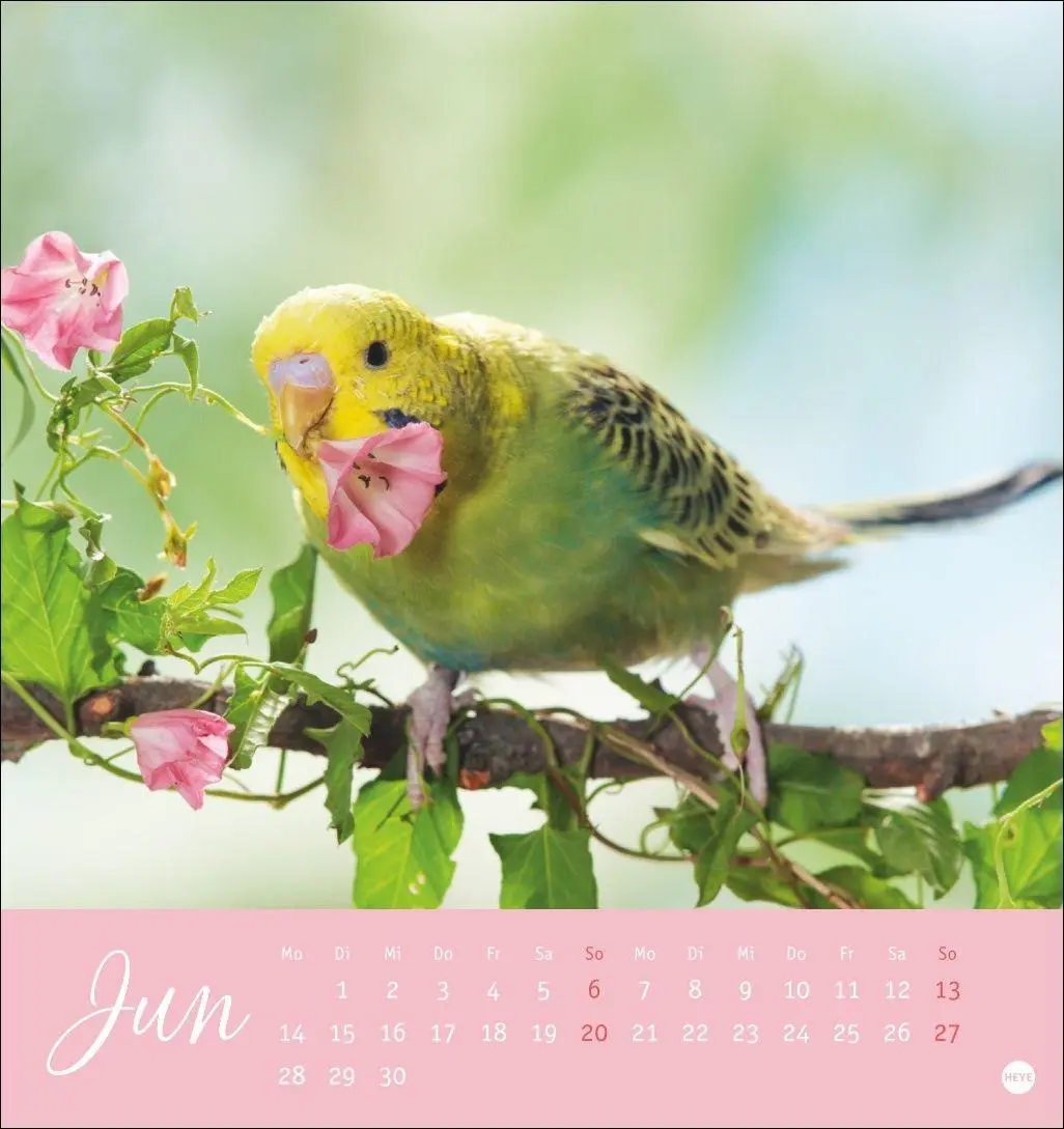 Bild: 9783756414963 | Freche Wellensittiche Postkartenkalender 2027 | Oliver Giel | Kalender