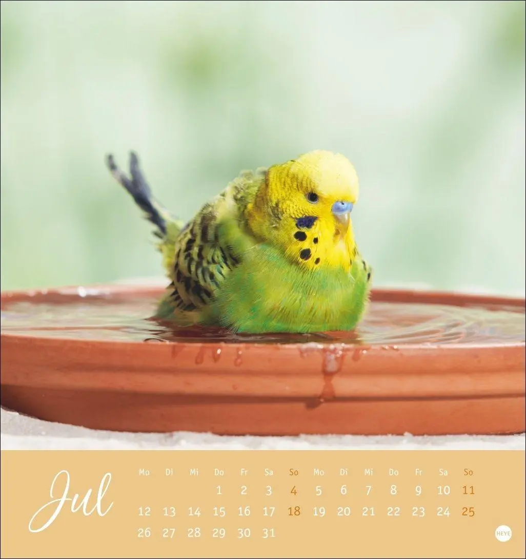 Bild: 9783756414963 | Freche Wellensittiche Postkartenkalender 2027 | Oliver Giel | Kalender