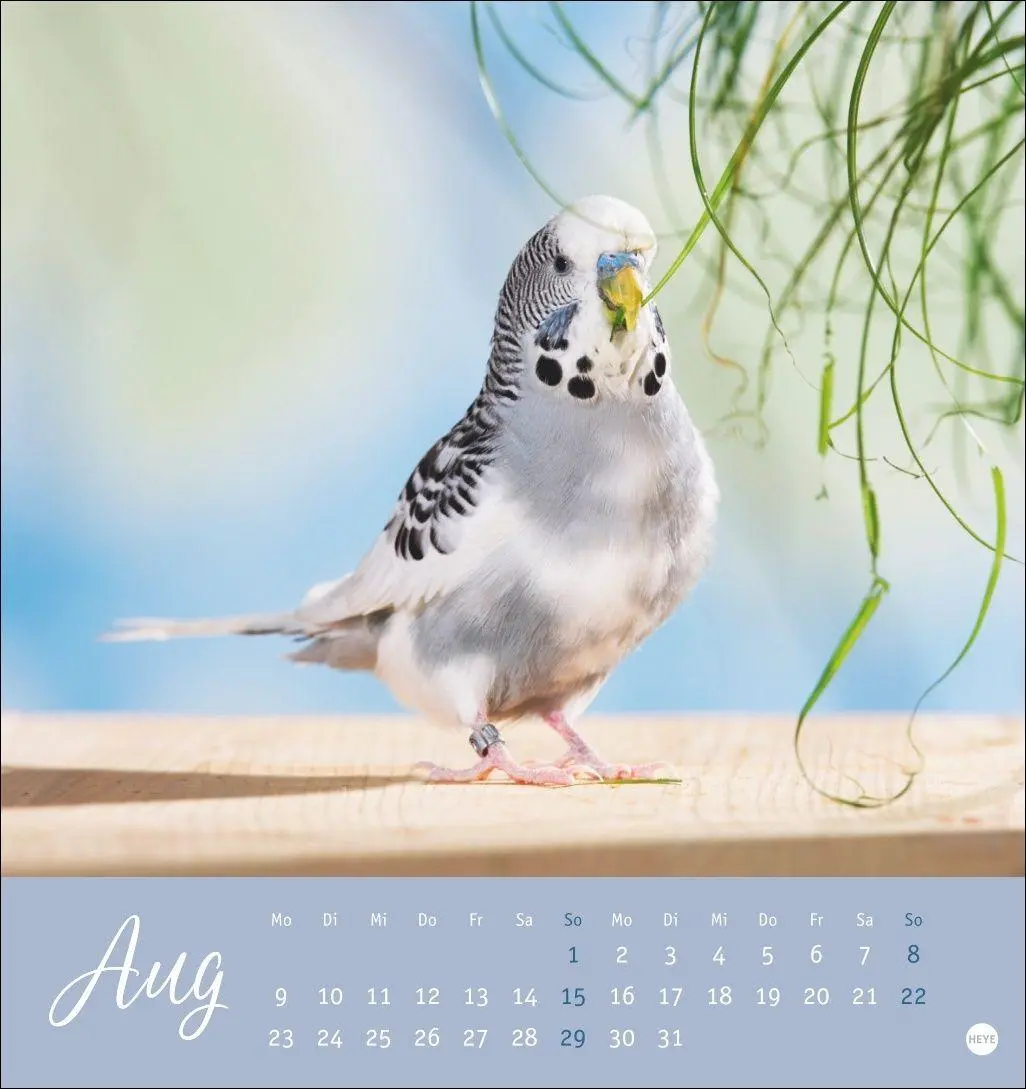 Bild: 9783756414963 | Freche Wellensittiche Postkartenkalender 2027 | Oliver Giel | Kalender