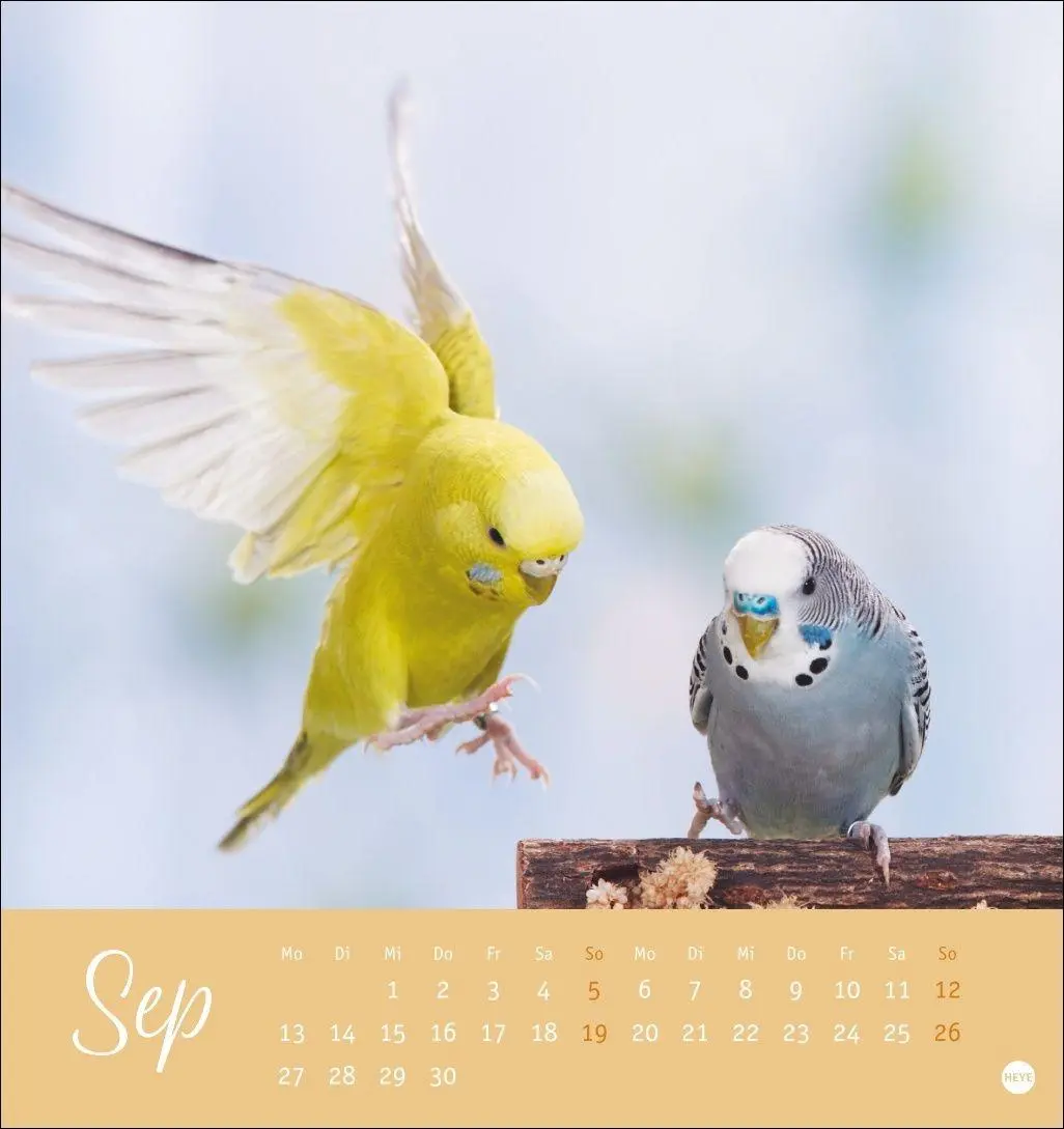 Bild: 9783756414963 | Freche Wellensittiche Postkartenkalender 2027 | Oliver Giel | Kalender