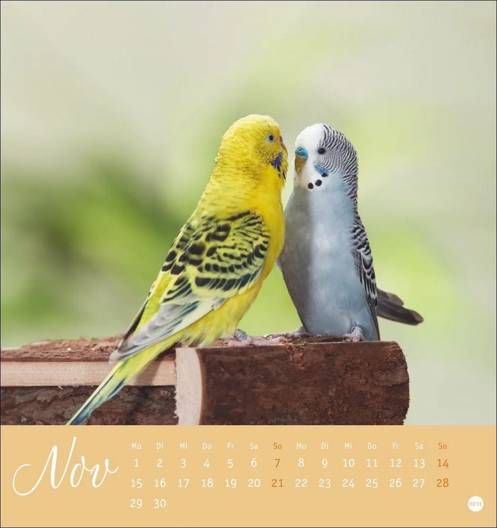 Bild: 9783756414963 | Freche Wellensittiche Postkartenkalender 2027 | Oliver Giel | Kalender