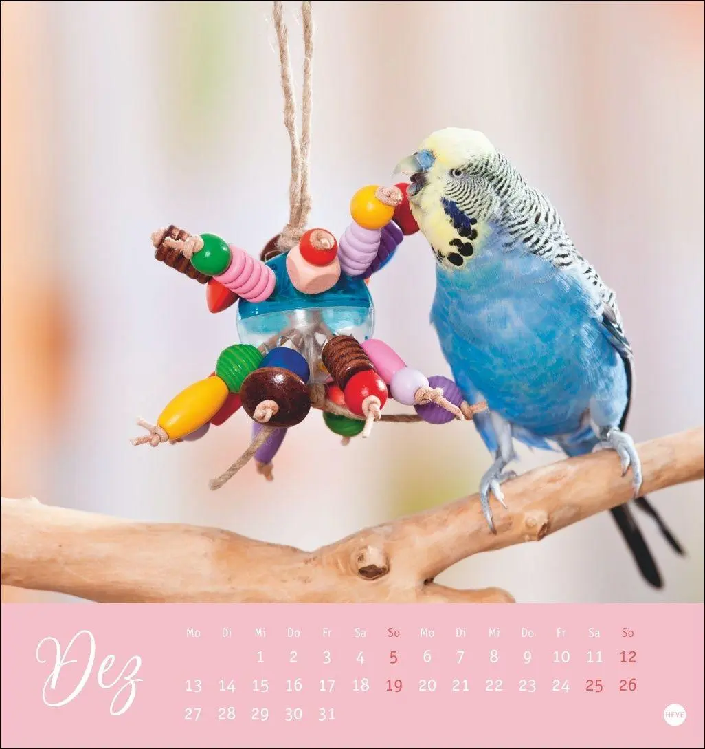 Bild: 9783756414963 | Freche Wellensittiche Postkartenkalender 2027 | Oliver Giel | Kalender