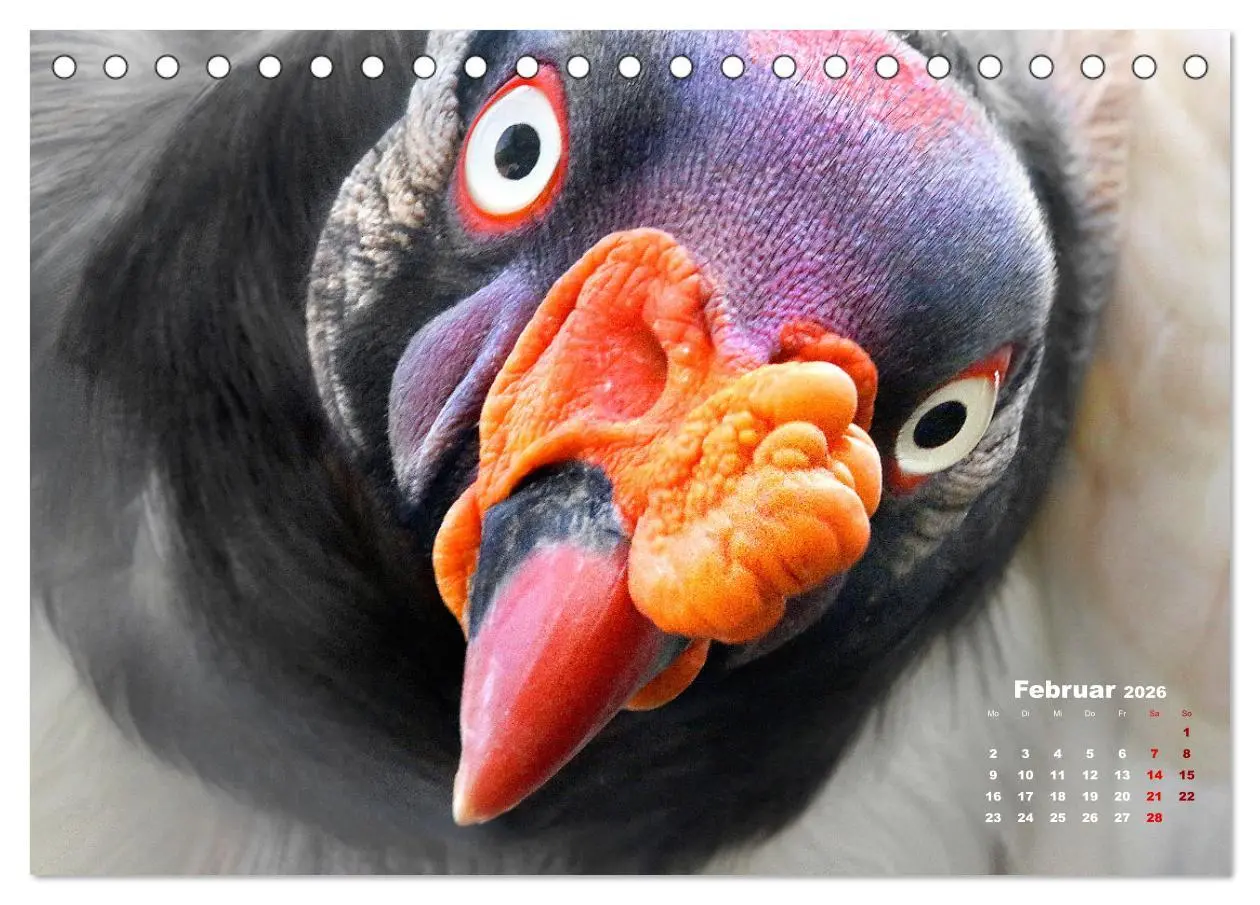 Bild: 9783457635063 | GEIERPORTRÄTS (Tischkalender 2026 DIN A5 quer), CALVENDO...