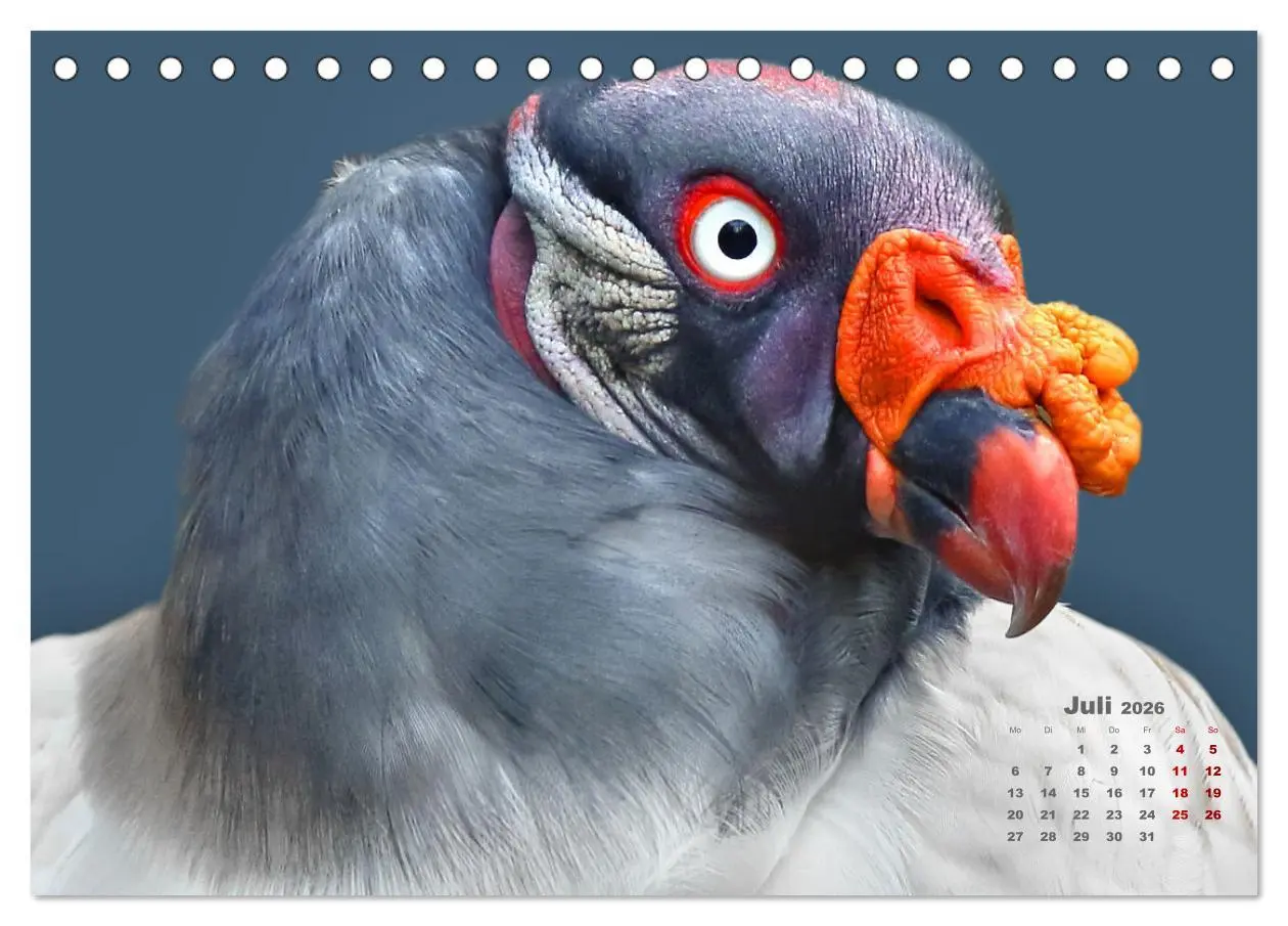 Bild: 9783457635063 | GEIERPORTRÄTS (Tischkalender 2026 DIN A5 quer), CALVENDO...