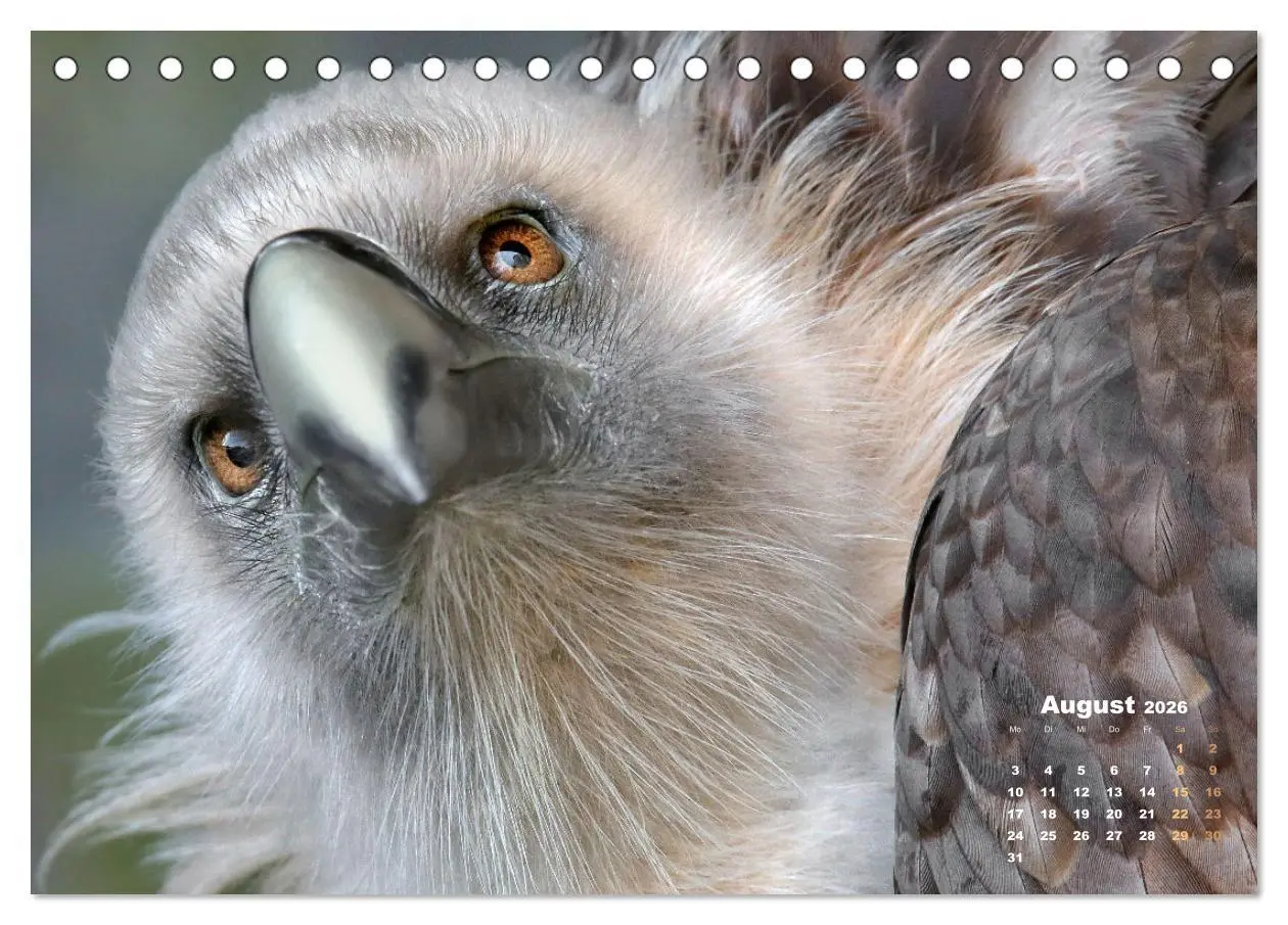 Bild: 9783457635063 | GEIERPORTRÄTS (Tischkalender 2026 DIN A5 quer), CALVENDO...