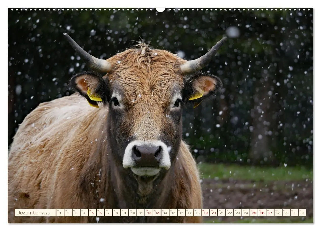 Bild: 9783457555163 | Weiderinder im Frankenwald (Wandkalender 2026 DIN A2 quer),...
