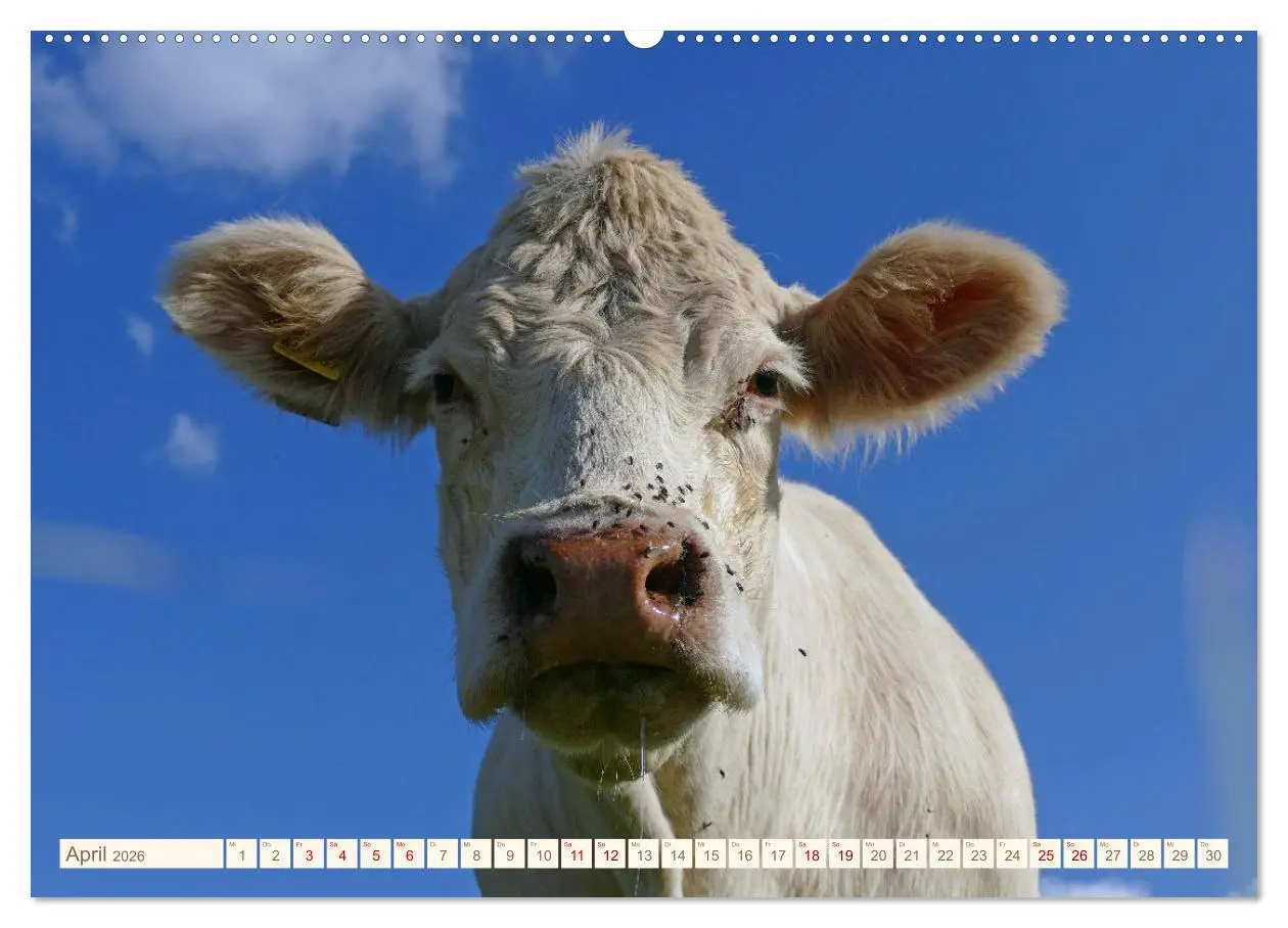 Bild: 9783457555163 | Weiderinder im Frankenwald (Wandkalender 2026 DIN A2 quer),...