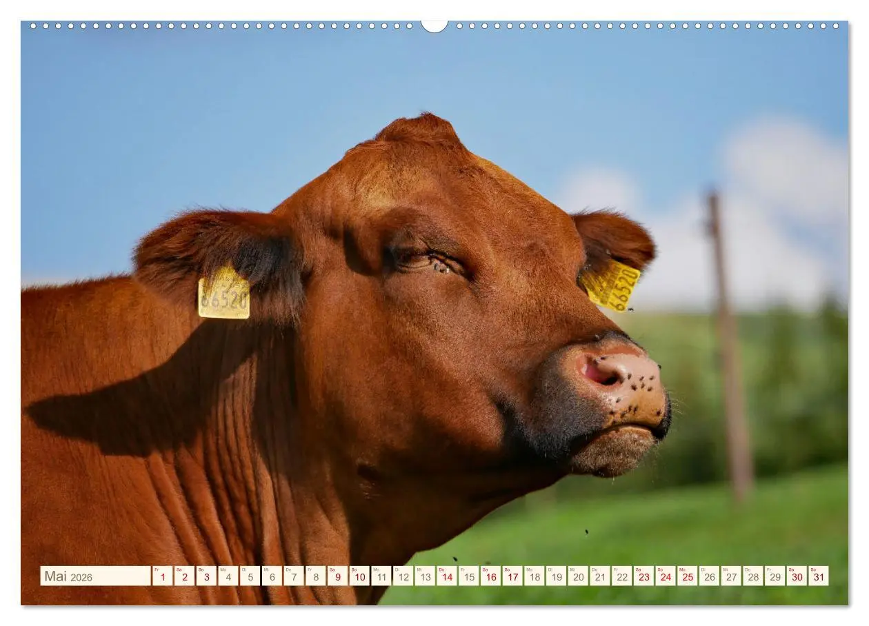 Bild: 9783457555163 | Weiderinder im Frankenwald (Wandkalender 2026 DIN A2 quer),...
