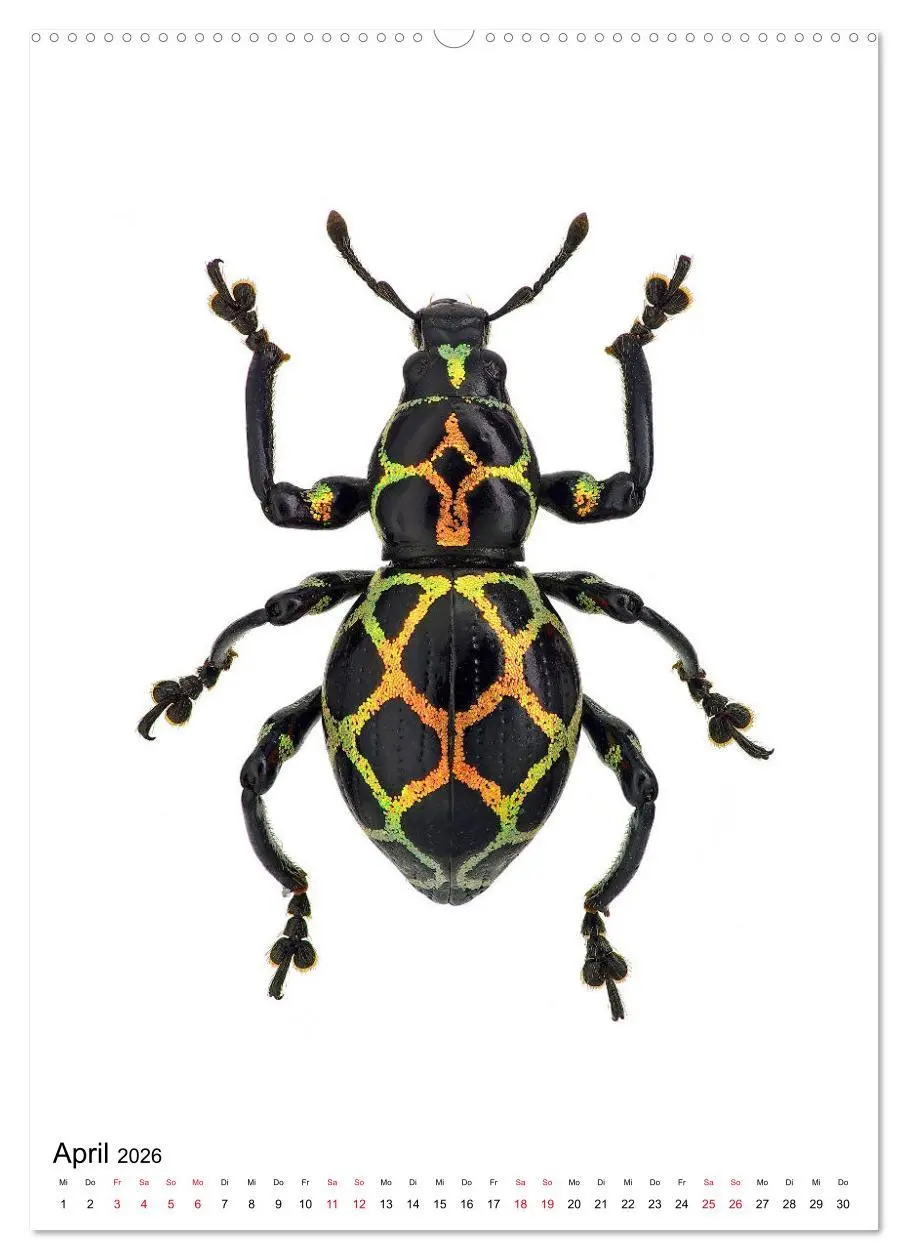 Bild: 9783516405163 | Die schönsten Insekten (hochwertiger Premium Wandkalender 2026 DIN...