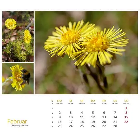 Bild: 9783861925163 | Heilpfanzen rund um den Bodensee 2026 | Postkarten-Tischkalender