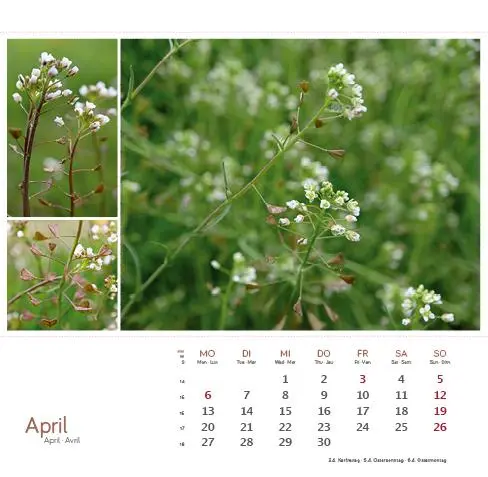 Bild: 9783861925163 | Heilpfanzen rund um den Bodensee 2026 | Postkarten-Tischkalender