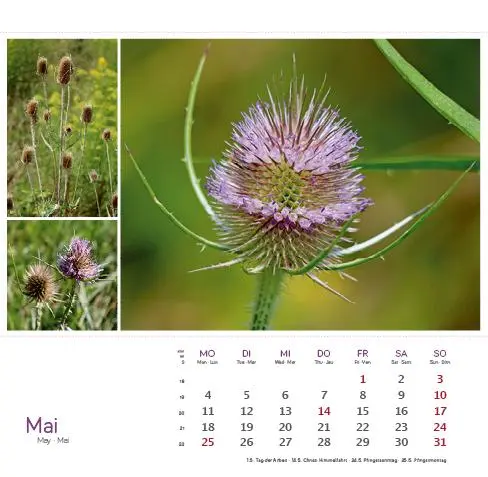 Bild: 9783861925163 | Heilpfanzen rund um den Bodensee 2026 | Postkarten-Tischkalender