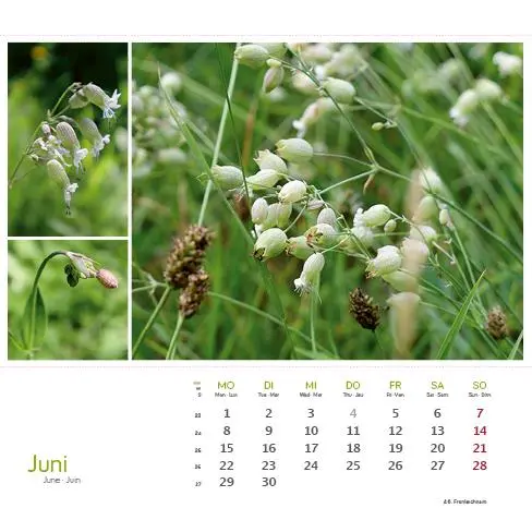 Bild: 9783861925163 | Heilpfanzen rund um den Bodensee 2026 | Postkarten-Tischkalender