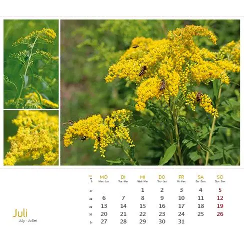 Bild: 9783861925163 | Heilpfanzen rund um den Bodensee 2026 | Postkarten-Tischkalender