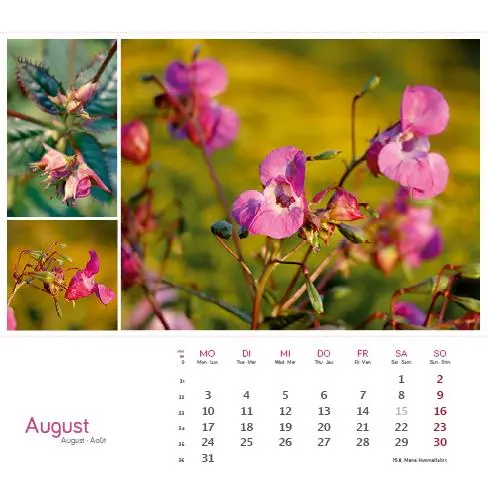 Bild: 9783861925163 | Heilpfanzen rund um den Bodensee 2026 | Postkarten-Tischkalender