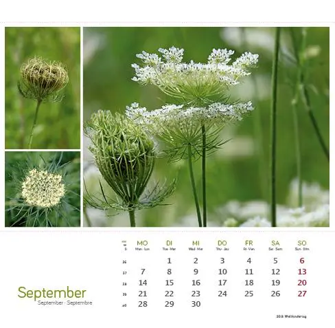 Bild: 9783861925163 | Heilpfanzen rund um den Bodensee 2026 | Postkarten-Tischkalender