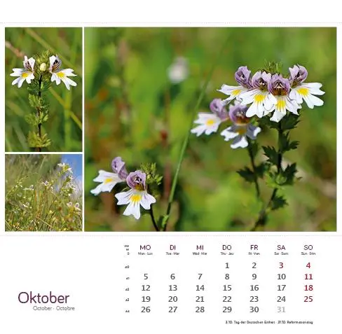 Bild: 9783861925163 | Heilpfanzen rund um den Bodensee 2026 | Postkarten-Tischkalender