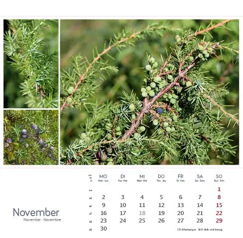 Bild: 9783861925163 | Heilpfanzen rund um den Bodensee 2026 | Postkarten-Tischkalender