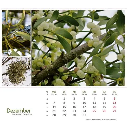 Bild: 9783861925163 | Heilpfanzen rund um den Bodensee 2026 | Postkarten-Tischkalender