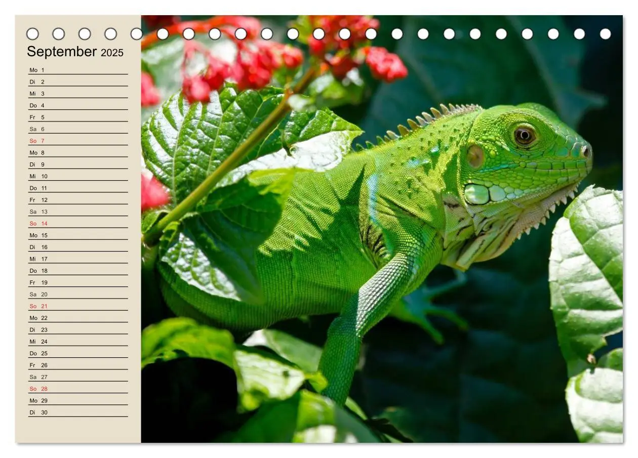 Bild: 9783435525263 | Regenwald. Tiere im Dschungel (Tischkalender 2025 DIN A5 quer),...