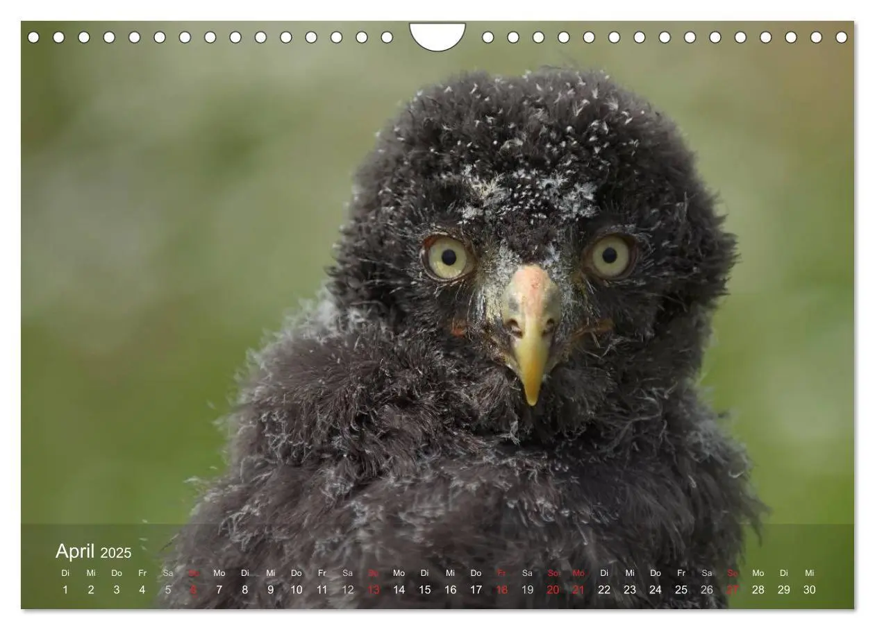Bild: 9783435695263 | Eulen-Kalender (Wandkalender 2025 DIN A4 quer), CALVENDO...
