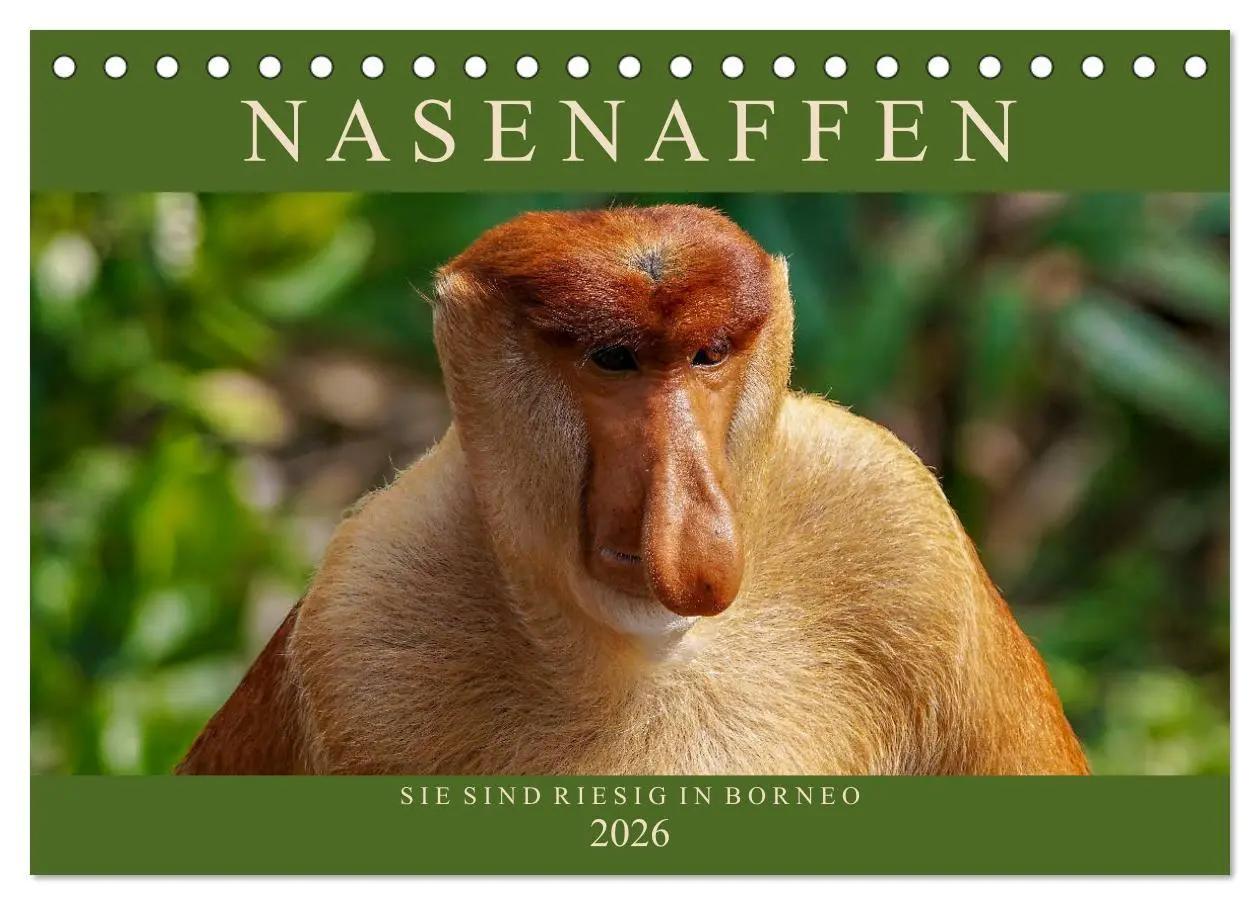 Cover: 9783457785263 | Nasenaffen von Borneo (Tischkalender 2026 DIN A5 quer), CALVENDO...