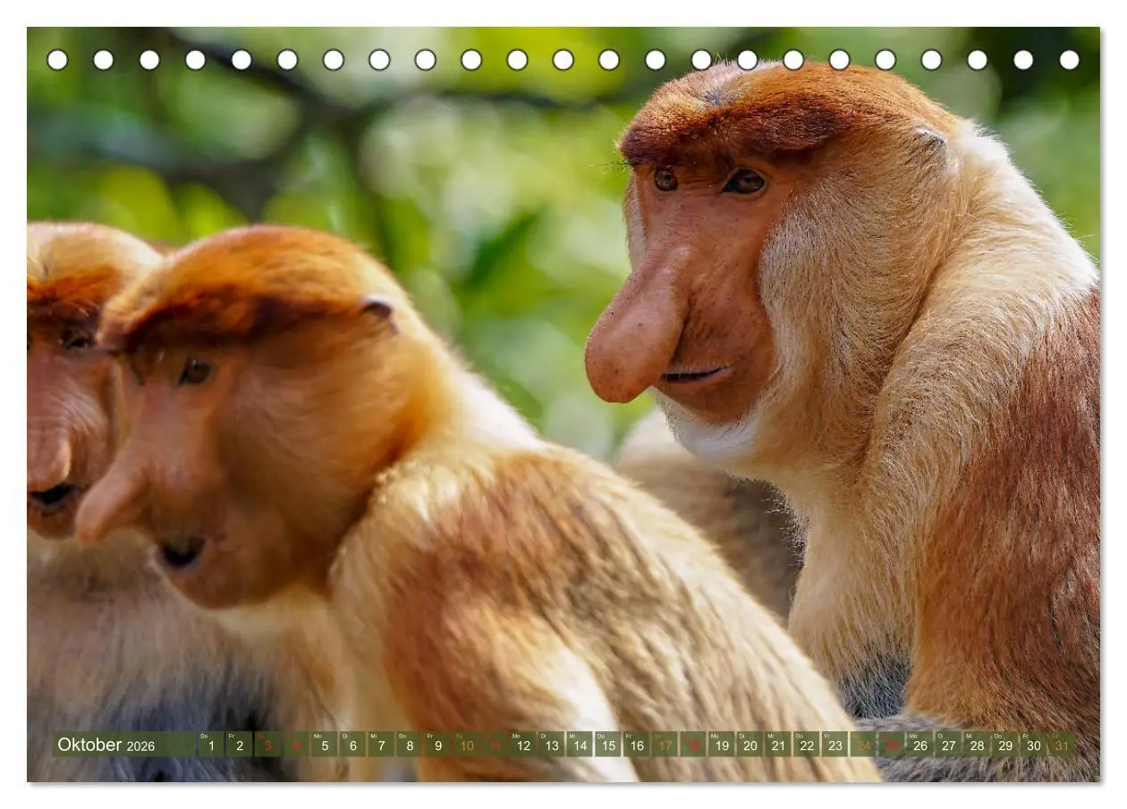 Bild: 9783457785263 | Nasenaffen von Borneo (Tischkalender 2026 DIN A5 quer), CALVENDO...