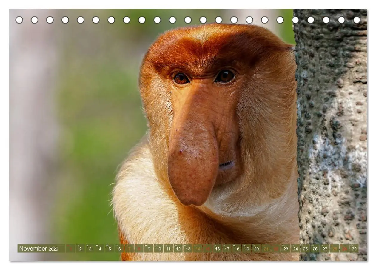 Bild: 9783457785263 | Nasenaffen von Borneo (Tischkalender 2026 DIN A5 quer), CALVENDO...