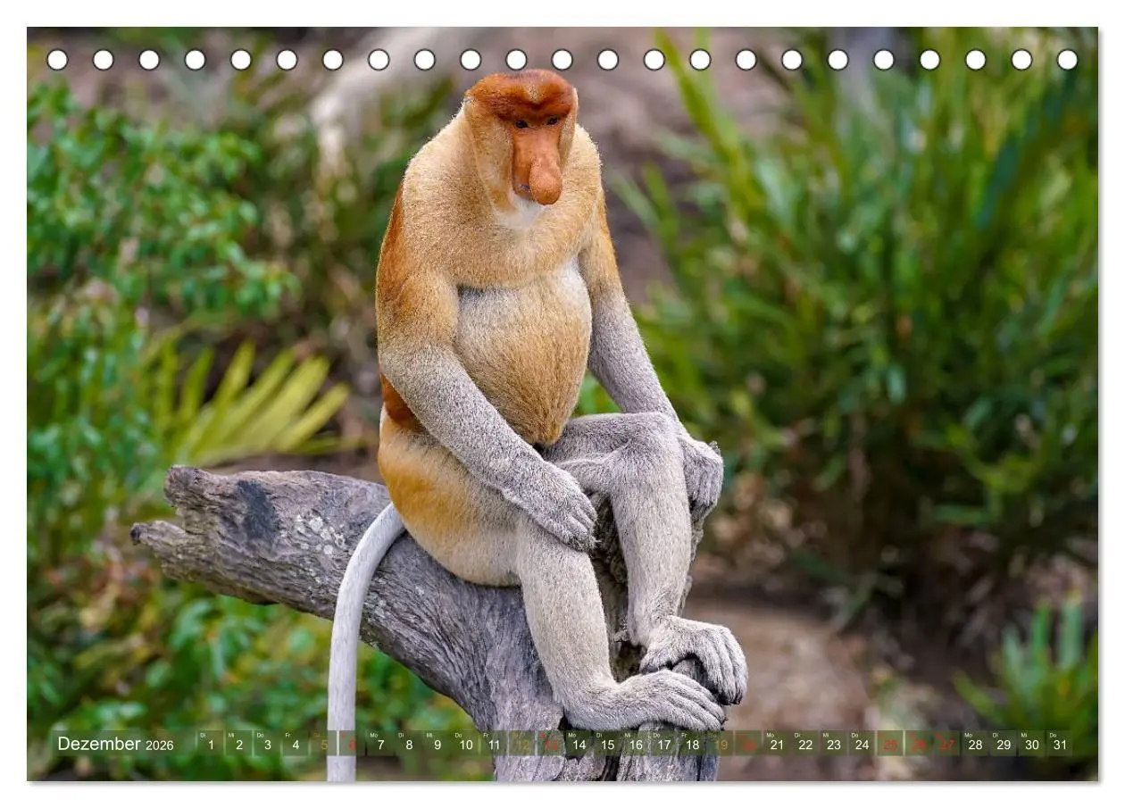 Bild: 9783457785263 | Nasenaffen von Borneo (Tischkalender 2026 DIN A5 quer), CALVENDO...