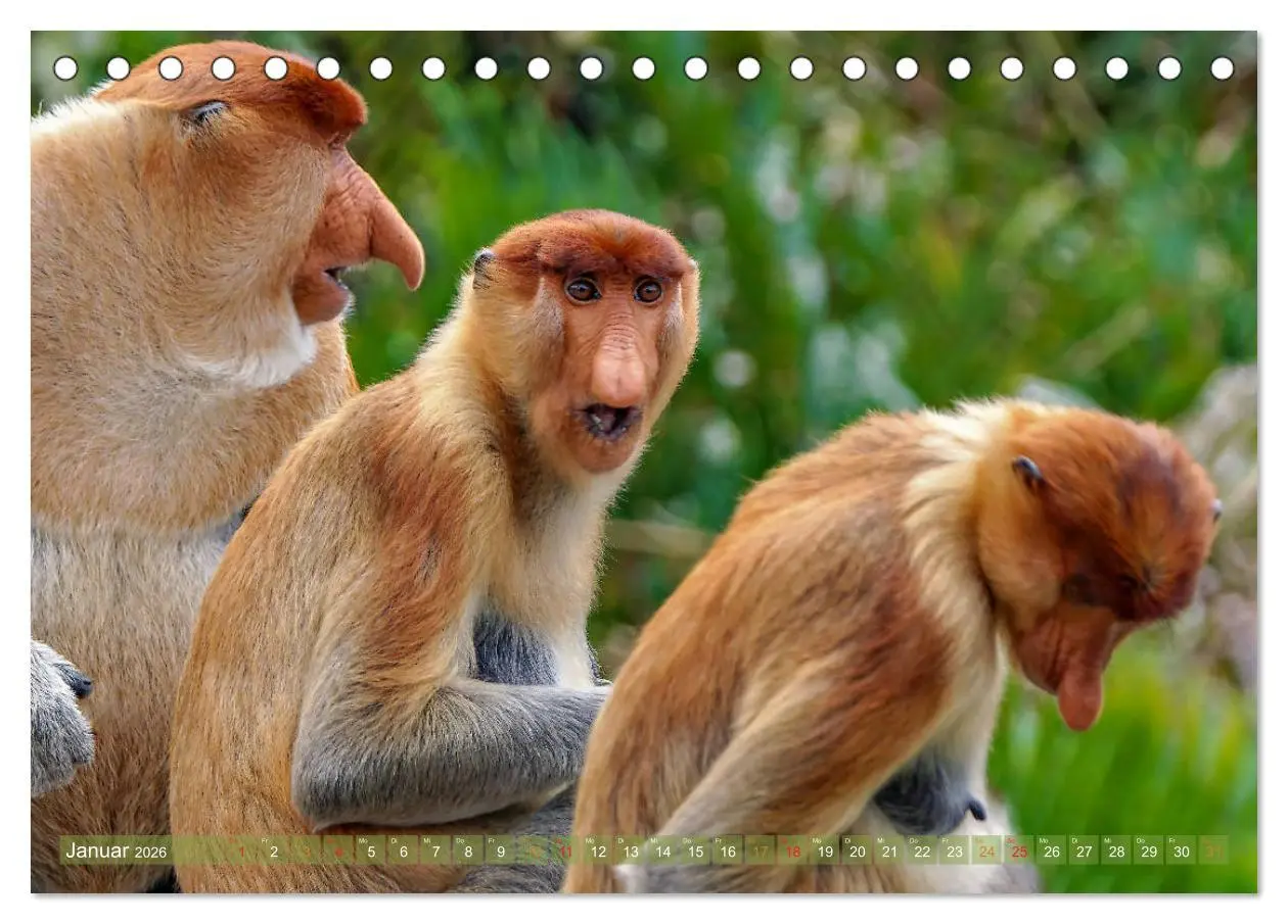 Bild: 9783457785263 | Nasenaffen von Borneo (Tischkalender 2026 DIN A5 quer), CALVENDO...