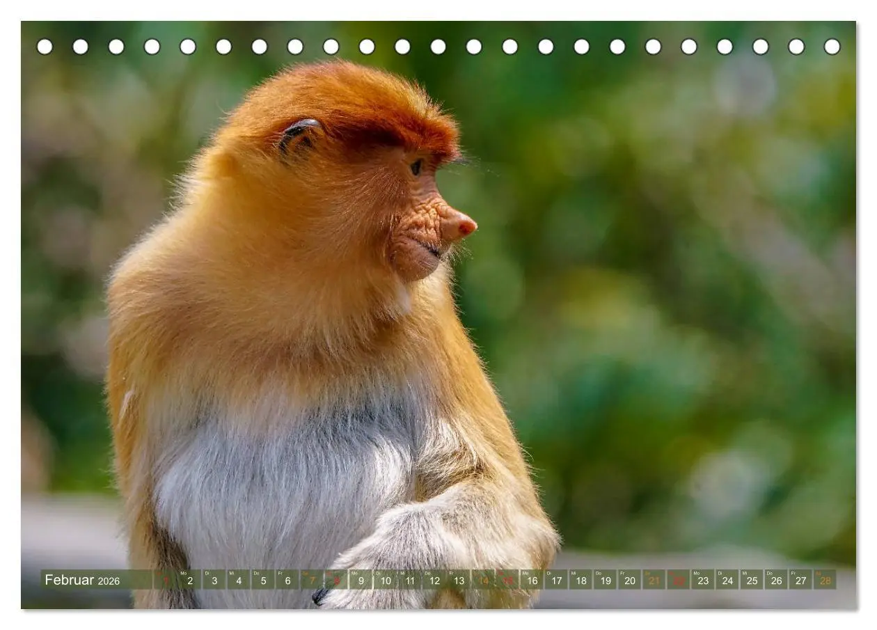 Bild: 9783457785263 | Nasenaffen von Borneo (Tischkalender 2026 DIN A5 quer), CALVENDO...