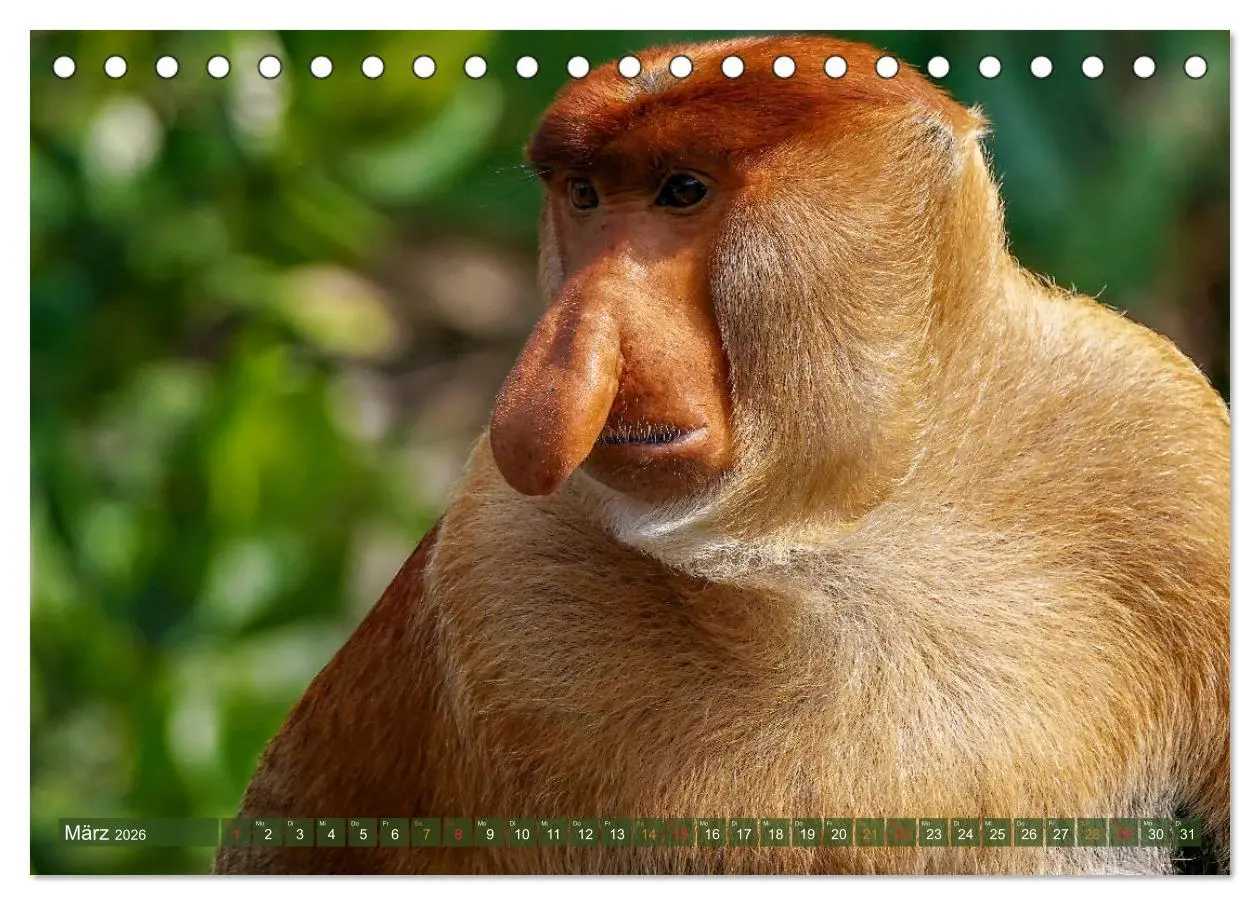 Bild: 9783457785263 | Nasenaffen von Borneo (Tischkalender 2026 DIN A5 quer), CALVENDO...