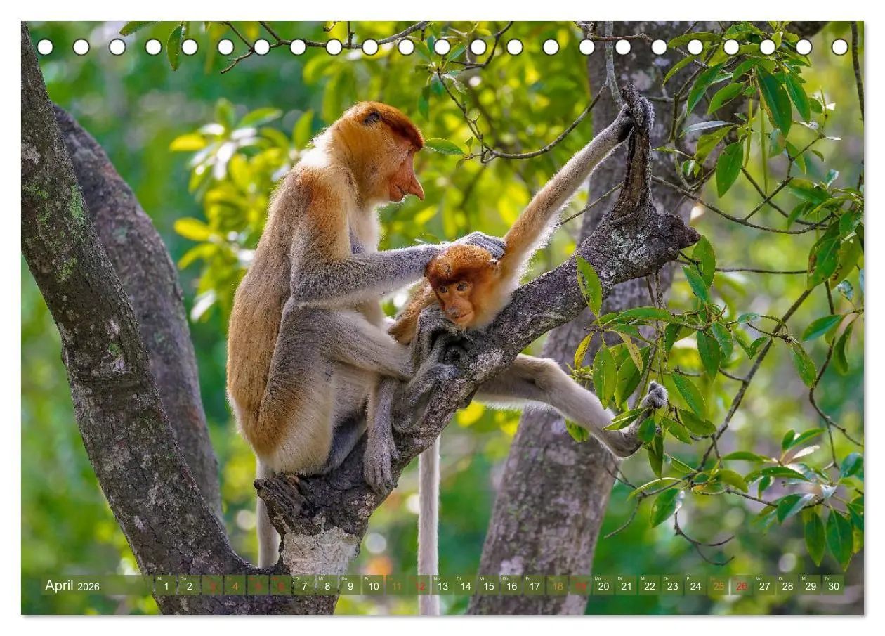Bild: 9783457785263 | Nasenaffen von Borneo (Tischkalender 2026 DIN A5 quer), CALVENDO...