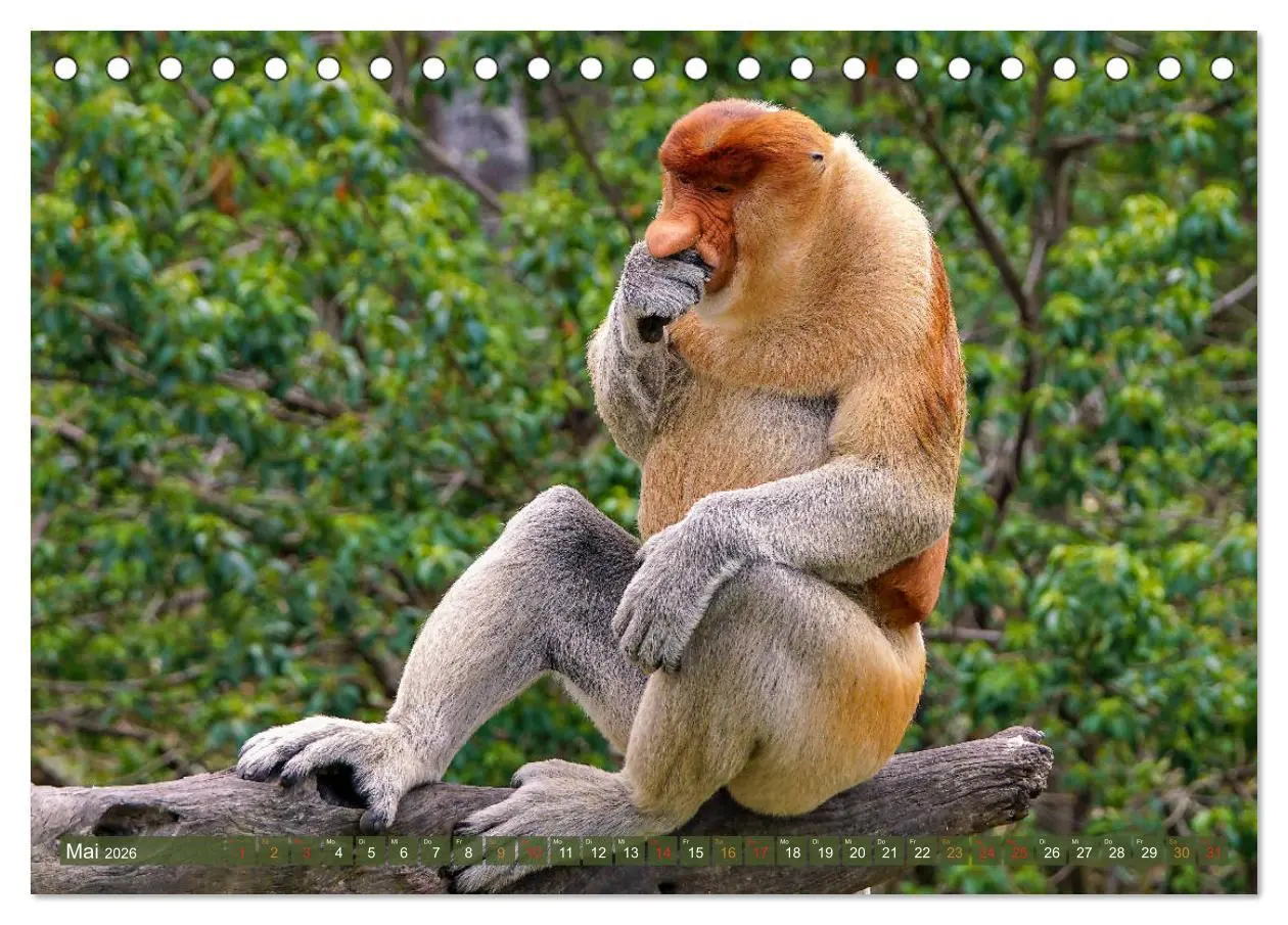 Bild: 9783457785263 | Nasenaffen von Borneo (Tischkalender 2026 DIN A5 quer), CALVENDO...
