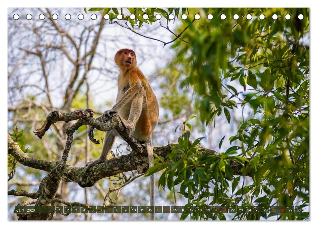 Bild: 9783457785263 | Nasenaffen von Borneo (Tischkalender 2026 DIN A5 quer), CALVENDO...